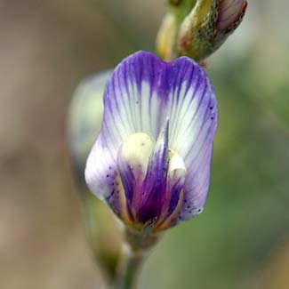 Astragalus arizonicus, Arizona Milkvetch, Southwest Desert Flora